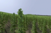 Armed Assault - Hemp Plant v1.0 by mikebart