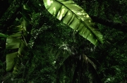 Crysis - Crysis Screenshot Mod