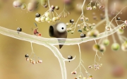 Botanicula: Screen zum neusten Titel der Machinarium Macher.