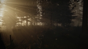 The Forest - Neue Screens zum Survival-Spiel.